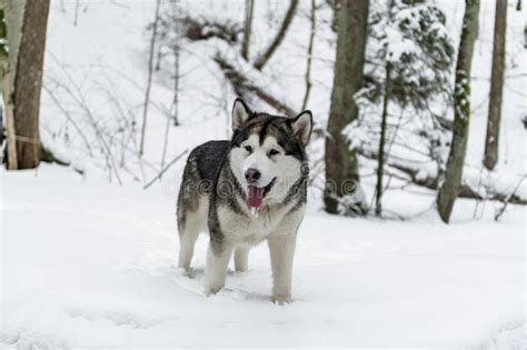 Young Alaskan Malamute Dog Standing In Snowy Forest Portrait With Open