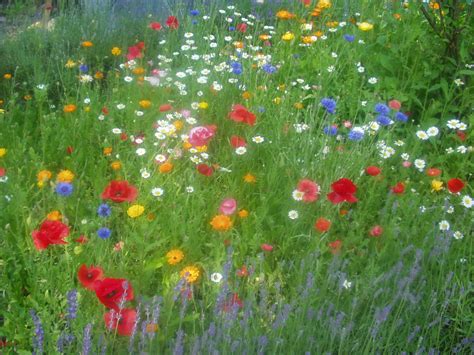 A Field Full Of Wildflowers And Other Flowers