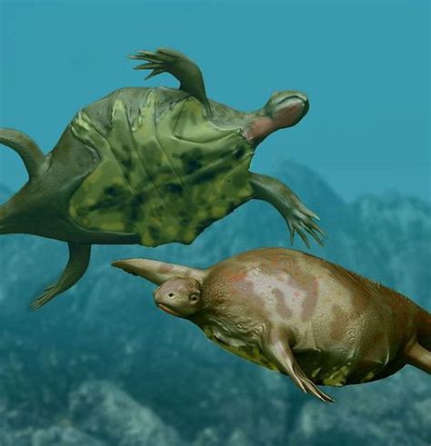 Pictures And Profiles Of Prehistoric Turtles