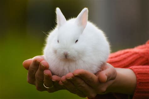 Cute Pet Rabbits