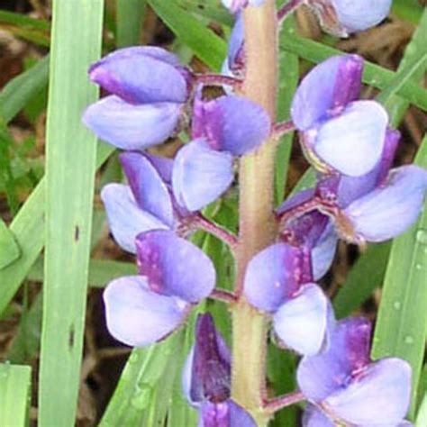 Sundial lupine (lupinus perennis) is a beautiful native plant that unfortunately, lupinus perennis is extremely difficult to grow even as an annual in my hot and humid zone 7a maryland climate. Wild Lupine (Lupinus perennis) - Plants