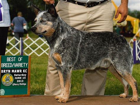 Blue heeler) — порода собак. Australian Cattle Dog For Sale - AKC Marketplace