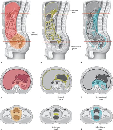 Structure Of The Abdominal And Pelvic Cavities Overview Basicmedical Key