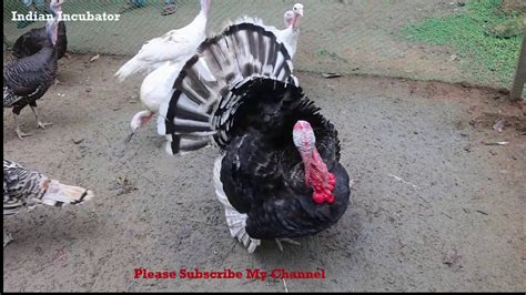 Best Turky Bird Turkey Birds In India Turkey Murgi Youtube