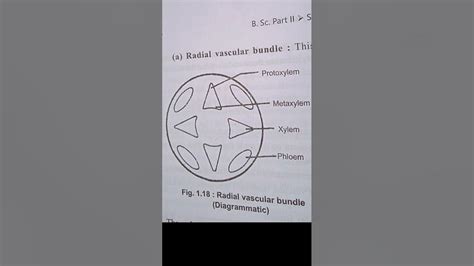 Radial Vascular Bundle Diagram Youtube