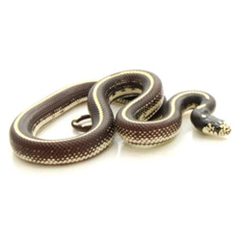 King Snakes Striped California King Snake From