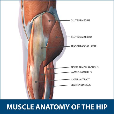 Anatomy Of Hip Area