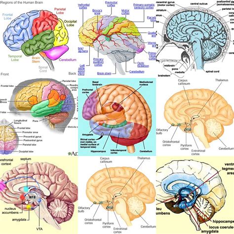 Human Brains A Collection Of Pictures Of Brains In My Brai Flickr