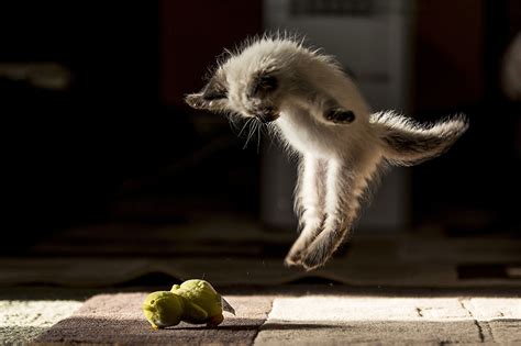 Funny Jumping Cats