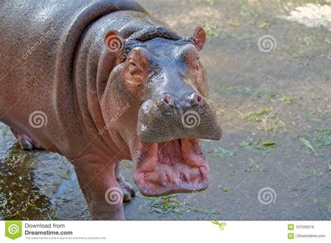 Baby Hippopotamus Smiling And Looking At The Camera Stock Photo Image