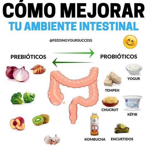 Probioticos Y Prebioticos Es Importante Saber Cómo Contribuyen