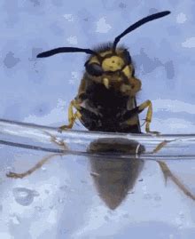 Wasp Insect GIF Wasp Insect Ищите GIF файлы и обменивайтесь ими