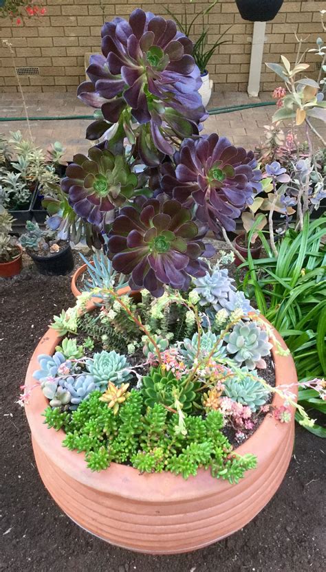 A Very Big Pot Of Mixed Succulents Succulent Garden Diy Plants