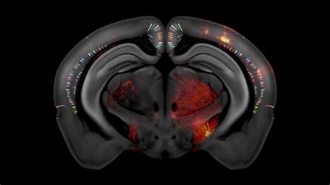 Allen Institute Unveils Its Latest 3 D Reference Atlas Of The Mouse