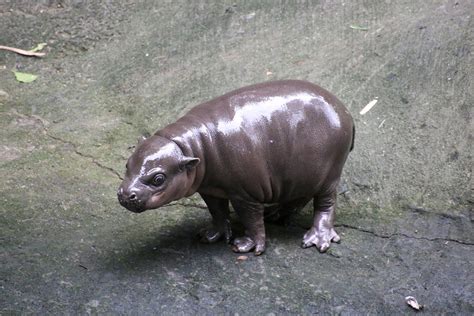 This Baby Pygmy Hippo Is The Cutest Thing On Planet Earth No Arguing
