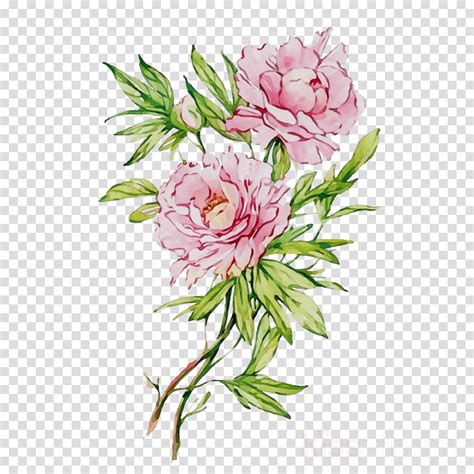 Watercolor Peonies Peonies Peony Floral Png And Psd File For Free Images