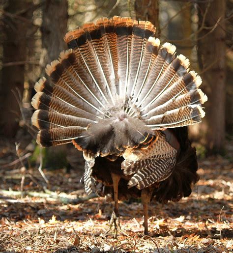 Displaying Of The Tail Feathers A Large Male Wild Turkey F Flickr