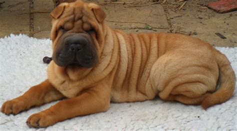 Shar Pei Dogs All You Need To Know Shar Pei Zone