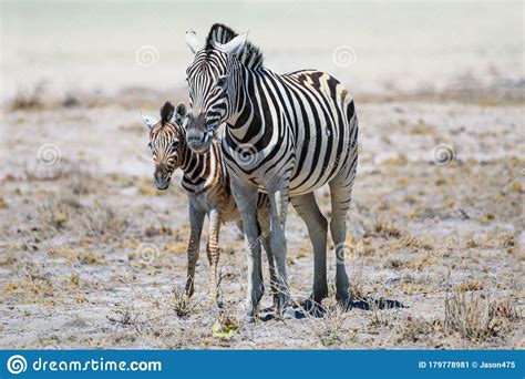 Mother And Baby Zebra In Namibia Stock Image Image Of Tourism Shadow