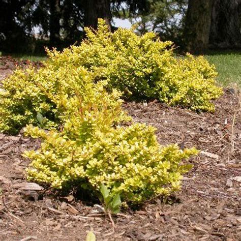 Shrub Photos Chinook Landscaping Calgary