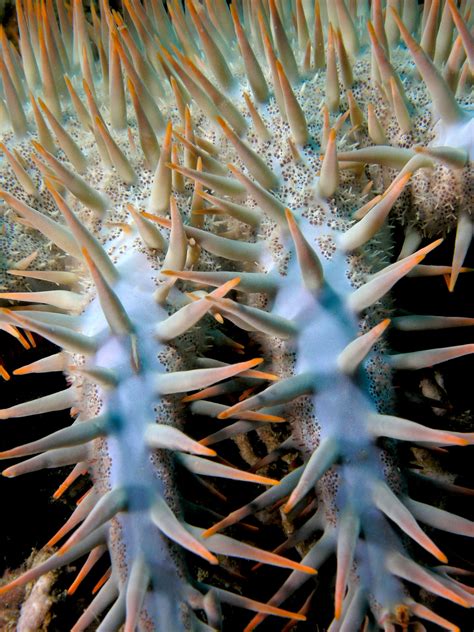 Crown Of Thorns Seastar Life Under The Sea Ocean Creatures Sea