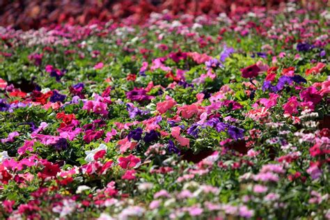 Pink Purple And White Impatiens Plant Field Goldposter Free Stock