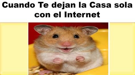 40 Memes Variados Memes Del Hamster Recopilación Youtube