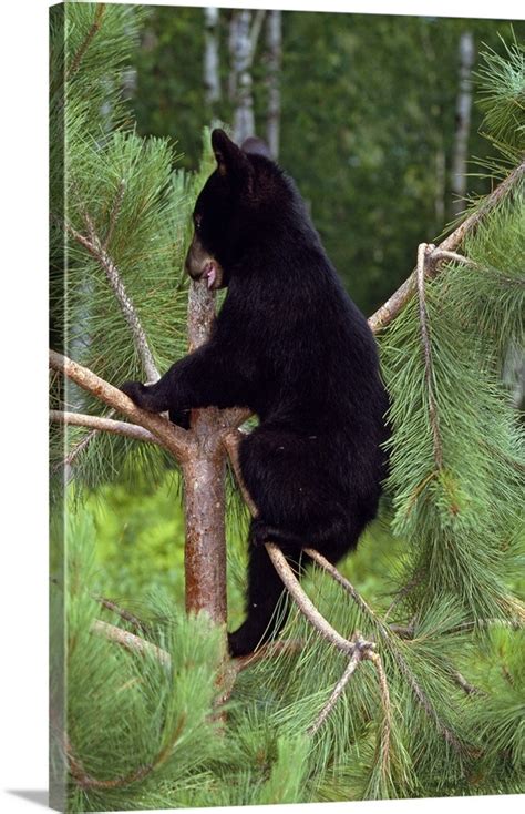 Black Bear Cub Climbing In Pine Tree Minnesota Wall Art Canvas Prints