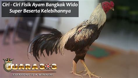 Salah satunya seperti kehadiran ayam bangkok wido dengan katuranggannya yang mistis. Ciri - Ciri Fisik Ayam Bangkok Wido Super Beserta Kelebihannya