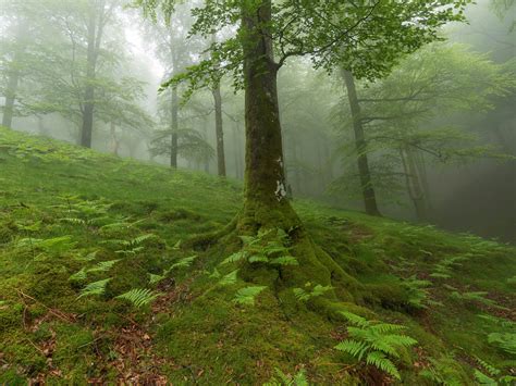 Wallpaper Forest Trees Moss Fog 1920x1200 Hd Picture Image