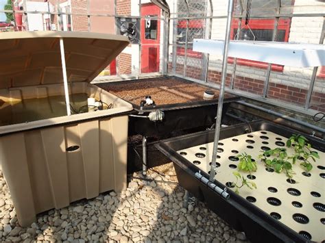 Aquaponics 101 Quick And Easy Aquaponic Systems Full Guide