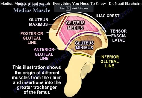 Gluteus Medius Anatomy —