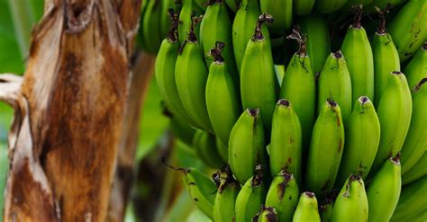 Unripe Banana On Banana Tree · Free Stock Photo