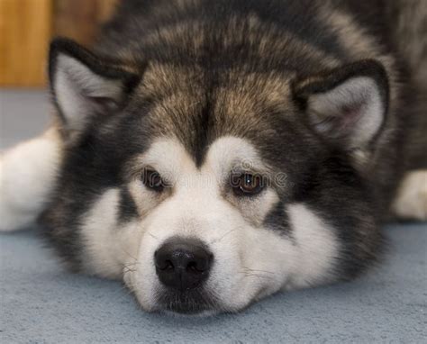 Alaskan Malamute Dog Stock Photo Image Of Loyal Friend 235238