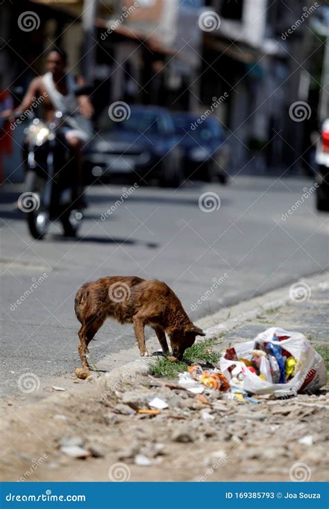 Perro Comiendo Basura En La Calle Foto De Archivo Editorial Imagen De