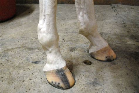 Windpuffs Resolving A Common Swelling In Horses The Horse