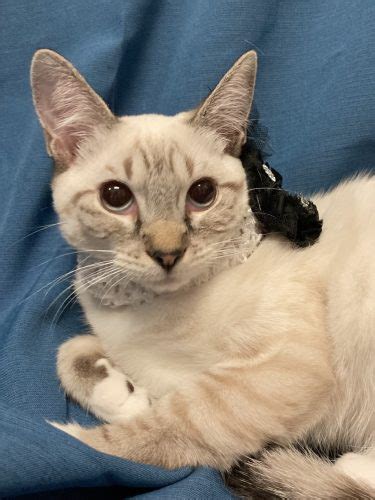 Sunny Lynx Point Siamese Kitten Looking For Furrever Home 921 Wlhr