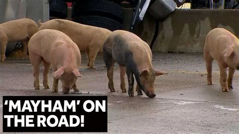 Mayham On The Road Pigs Get Loose On Highway After Truck Crashes