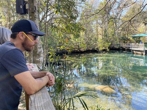 Manatees In Florida Year Round Homosassa Springs Wildlife Park
