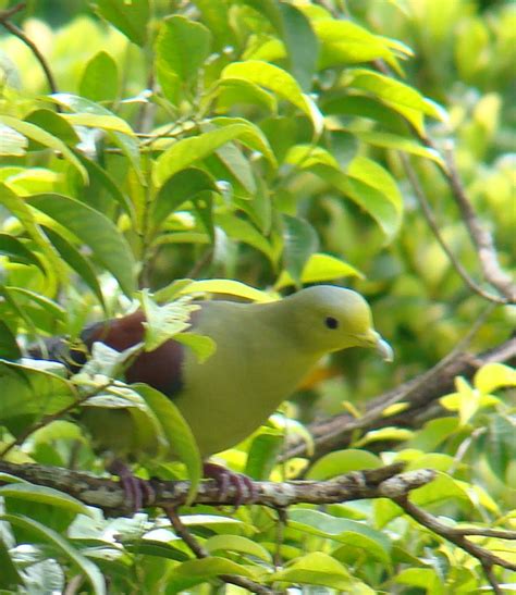Discover Srilanka Sri Lanka The Green Breasted Pigeon