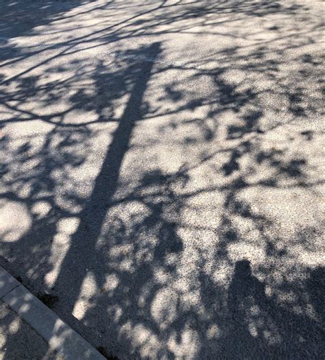Tree Shadows In 2020 Dappled Light Shadow Distorted Images