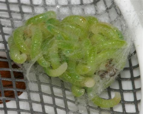 Green Caterpillar Devoured By Parasitoid Wasps The Backyard Arthropod