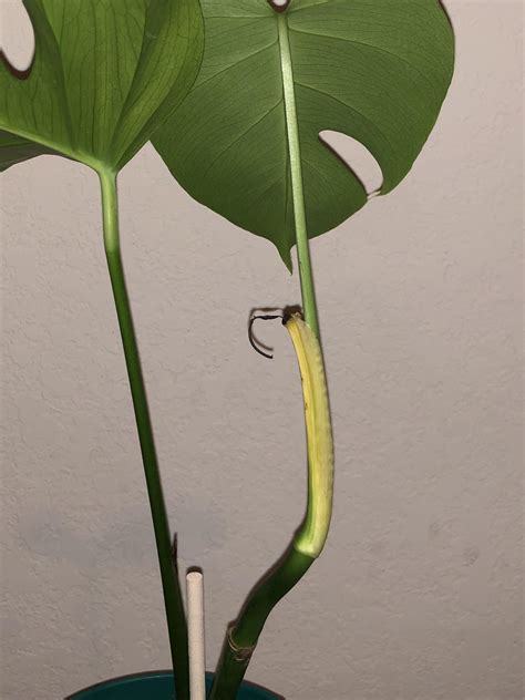 What Is The Yellow Part Of The Stem Is This Normal For A Monstera