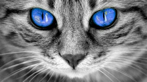 Blue Eyed Cat Wallpaper Data Src Blue Eyes Wallpaper Red Cat Blue