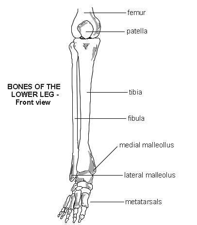 This lengthy bone connects with the knee at one finish and the ankle on the different. Lower leg - bones | Diagram | Patient