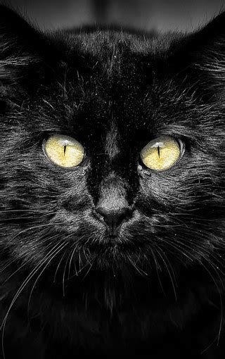 黑色猫咪可爱高清手机壁纸 第3页 Zol手机壁纸