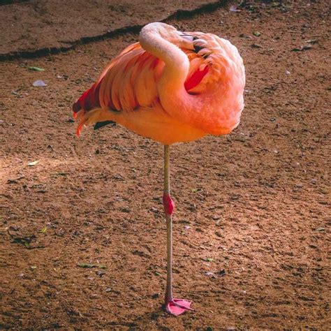 Why Do Flamingos Stand On One Leg Flaminglet
