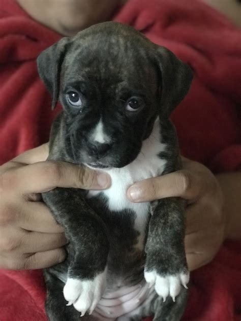 Searching for boxer dogs and boxer puppies and young adults family pet in florida state adopt buy we moved to florida in 1980. Boxer Puppies For Sale | Clermont, FL #307436 | Petzlover