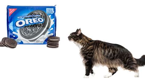 Can Cats Eat Oreos Is It Safe For Them