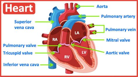 A Simplified Guide To Understanding The Heart Labeled Diagram Included